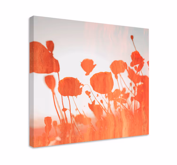 Leinwandbild zarte blühende mohnblumen - TenStickers