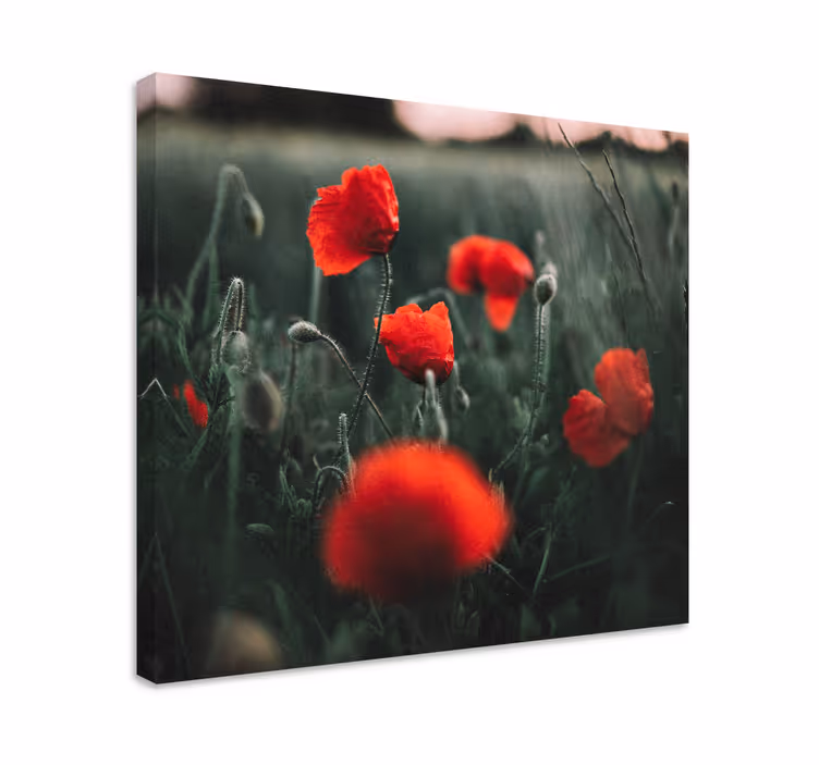 Leinwandbild lebendige mohnblüten - TenStickers