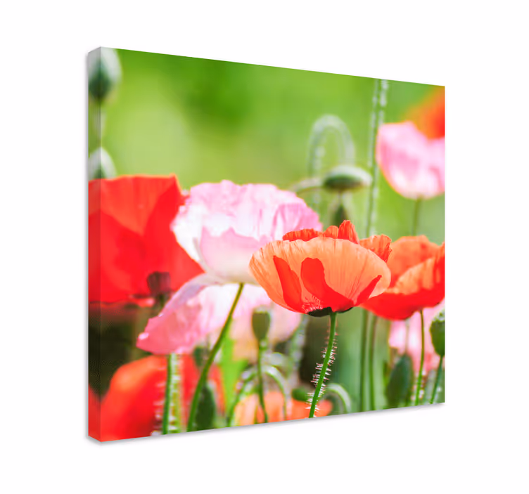 Leinwandbild buntes mohnblumen-cluster - TenStickers