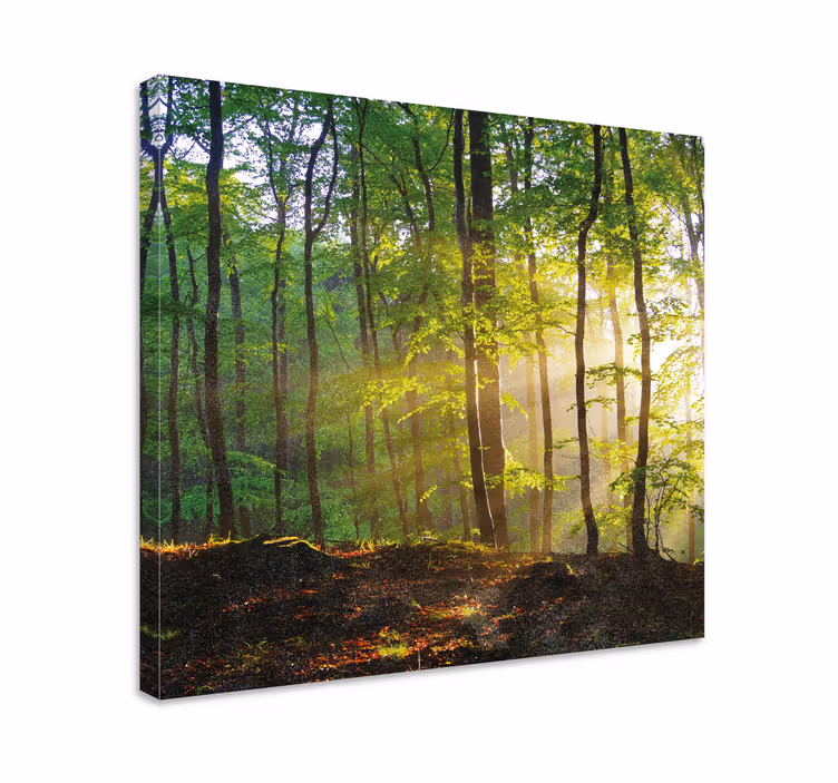 Wandbild Baum sonnenbeschienene waldszene - TenStickers
