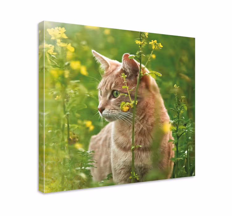 Wandbilder katzen neugierige katze beim spaziergang - TenStickers