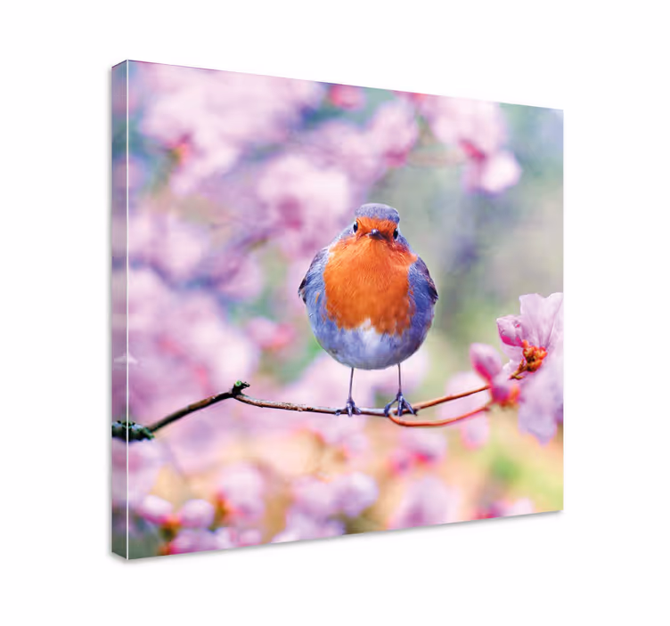 Leinwandbild vogel charmanter rotkehlchen sitzend - TenStickers
