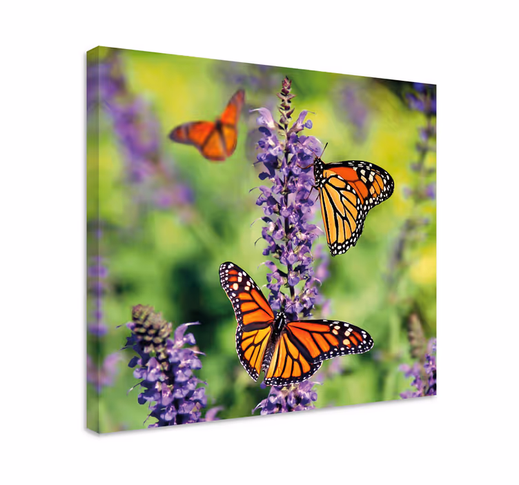 Wandbild schmetterling versammlung der monarchen - TenStickers