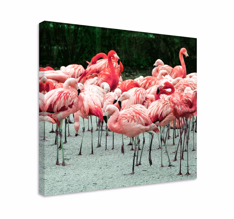 Wandbild Wohnzimmer Schöne flamingos auf dem Wasser - TenStickers