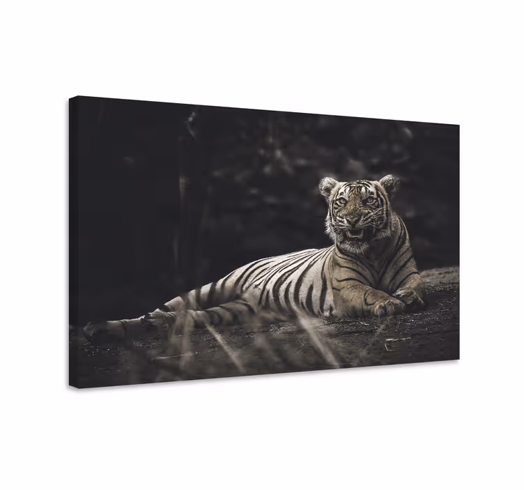Wandbild tier majestätischer tiger ruhend - TenStickers