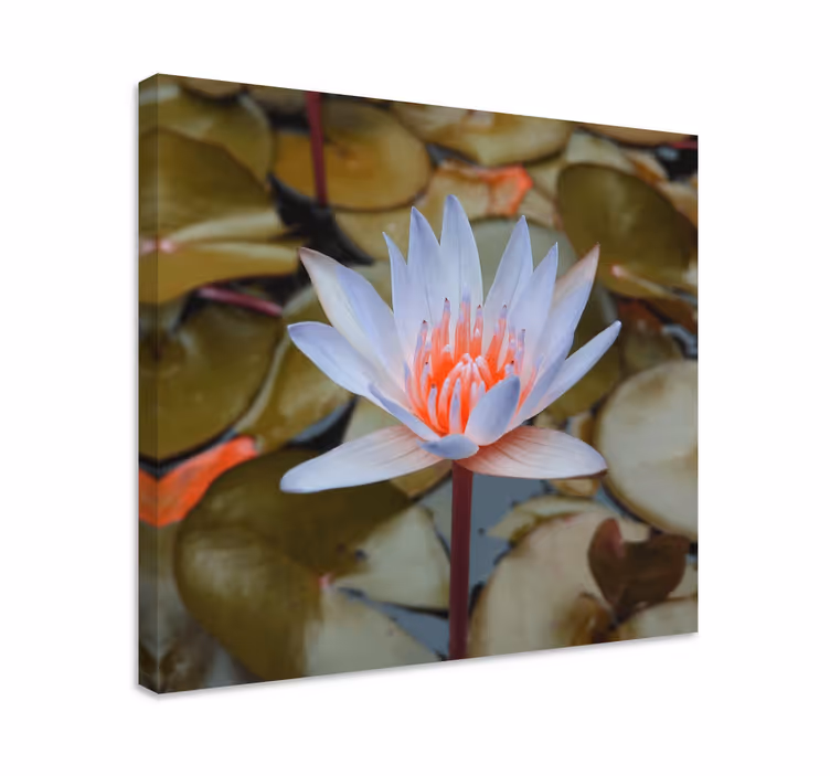 Leinwandbild zarte wasserlilie - TenStickers