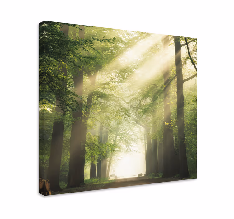 Wandbild Baum nebligen waldweg - TenStickers