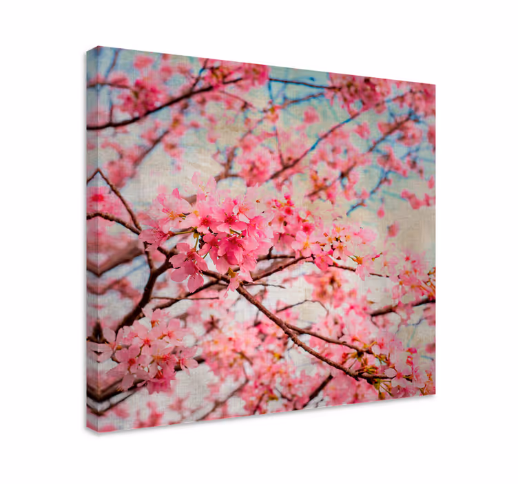 Leinwandbild kirschblütenblüte - TenStickers
