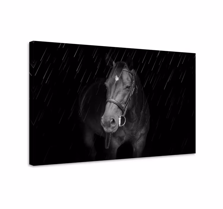 Pferde leinwand majestätisches schwarzes pferd - TenStickers