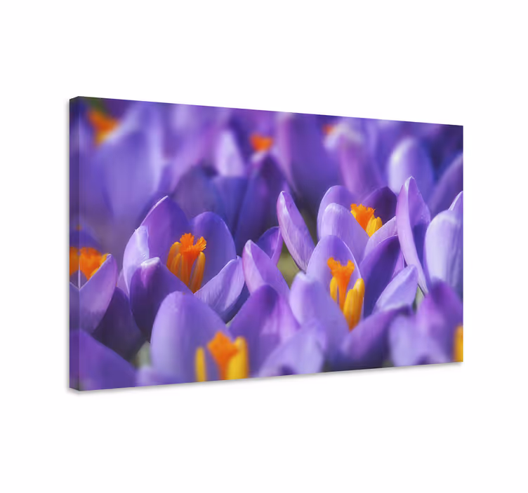Leinwandbild lebendige krokusblüten - TenStickers