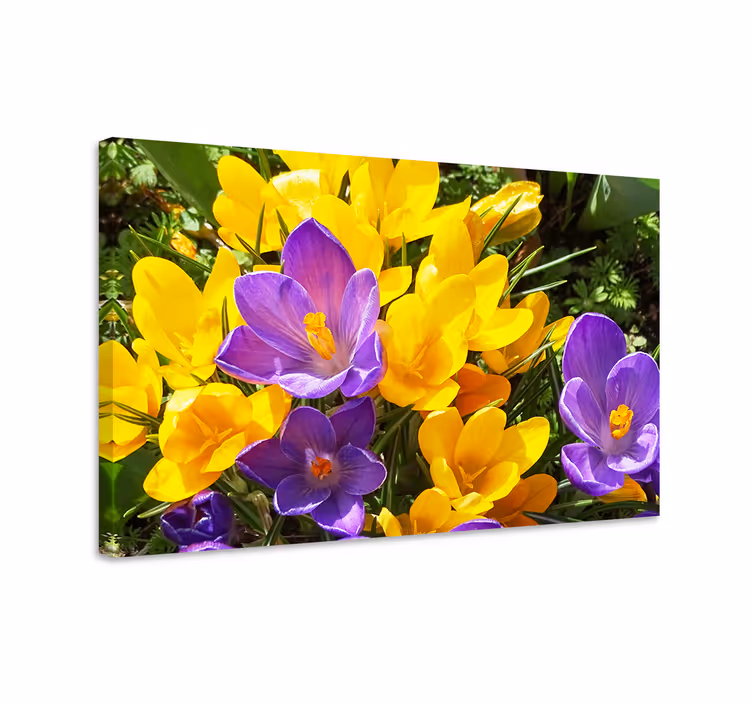 Leinwandbild Blume Wilder lila und gelber krokus - TenStickers