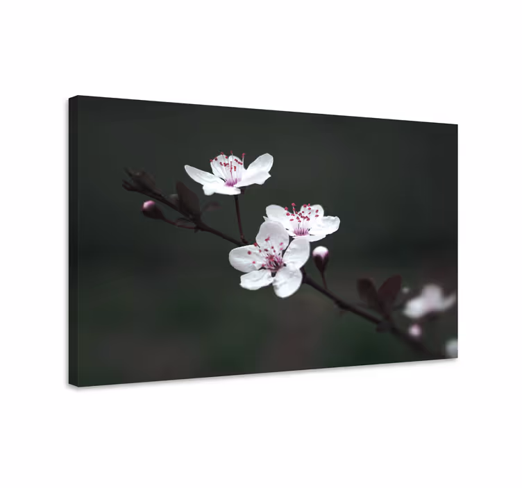 Leinwandbild zarte blüten erblühen - TenStickers