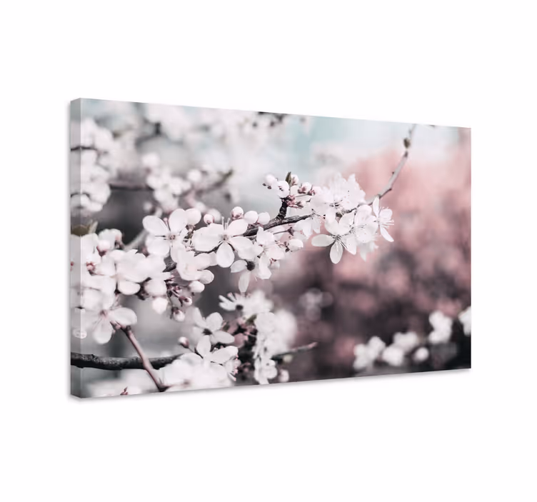 Leinwandbild weiße kirschblüte - TenStickers