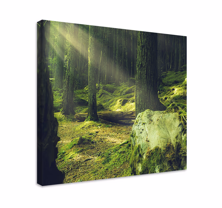 Wandbild Baum "natur" felsen mit moos im wald - TenStickers