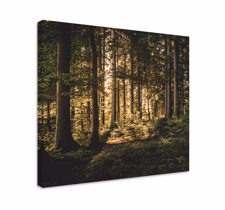 Wandbilder landschaft leuchtende waldszene - TenStickers