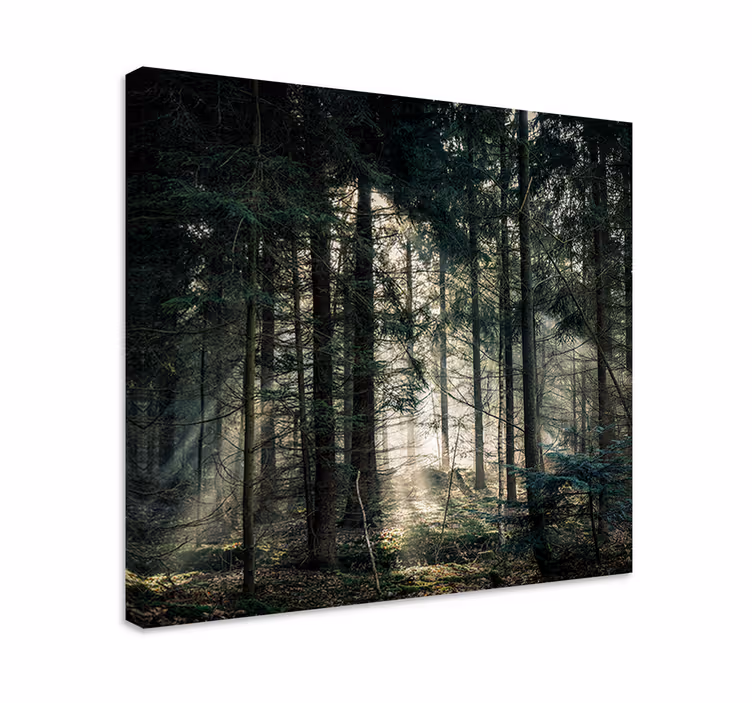 Wandbild Baum Naturwald mit dunklen tönen - TenStickers