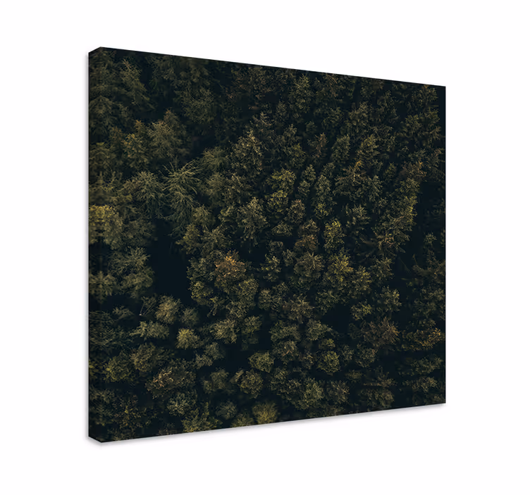 Wandbild baum üppiges walddach - TenStickers