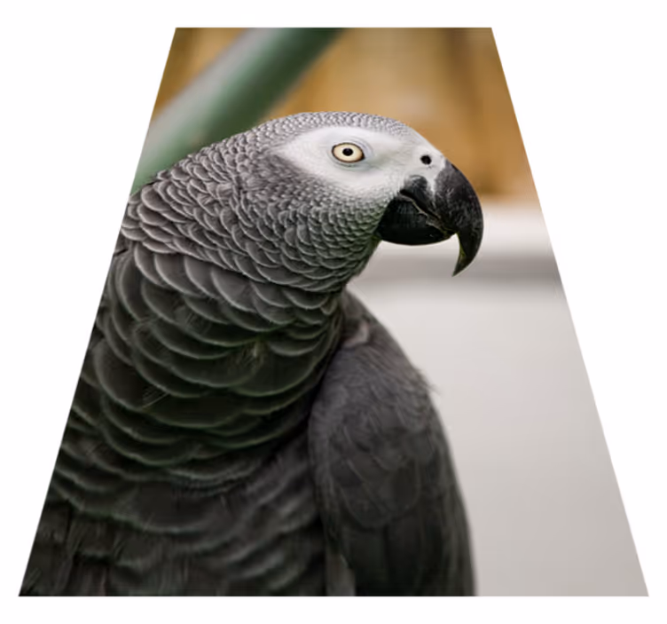 Vinylteppich Tiere Grauer papagei - TenStickers