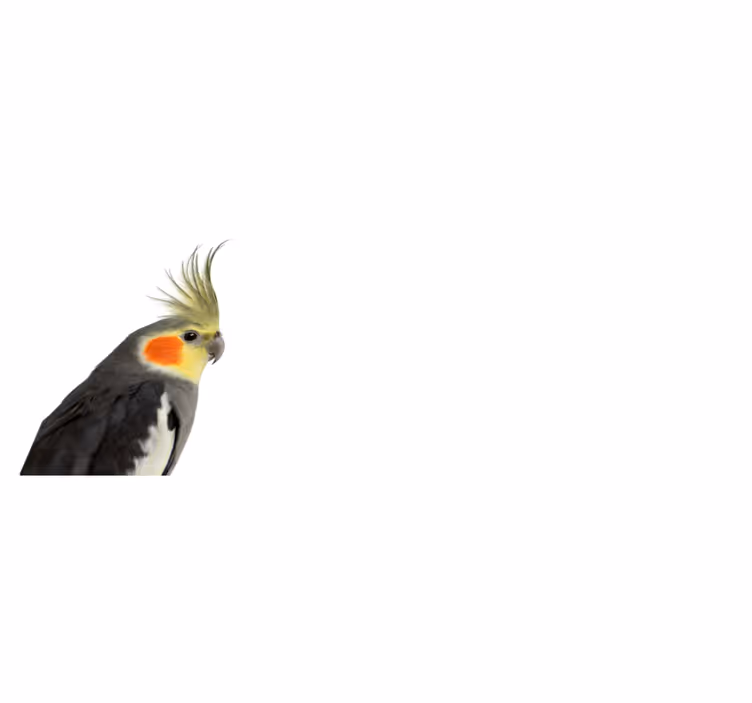 Vinyl Teppich Tiere nymphensittich-silhouette - TenStickers