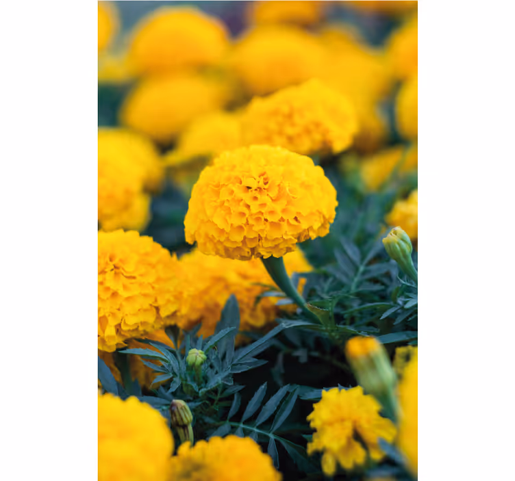 Blumentapete gelbe ringelblüten - TenStickers