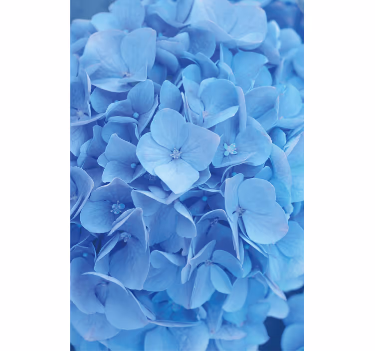 Blumentapete hortensienblüten - TenStickers