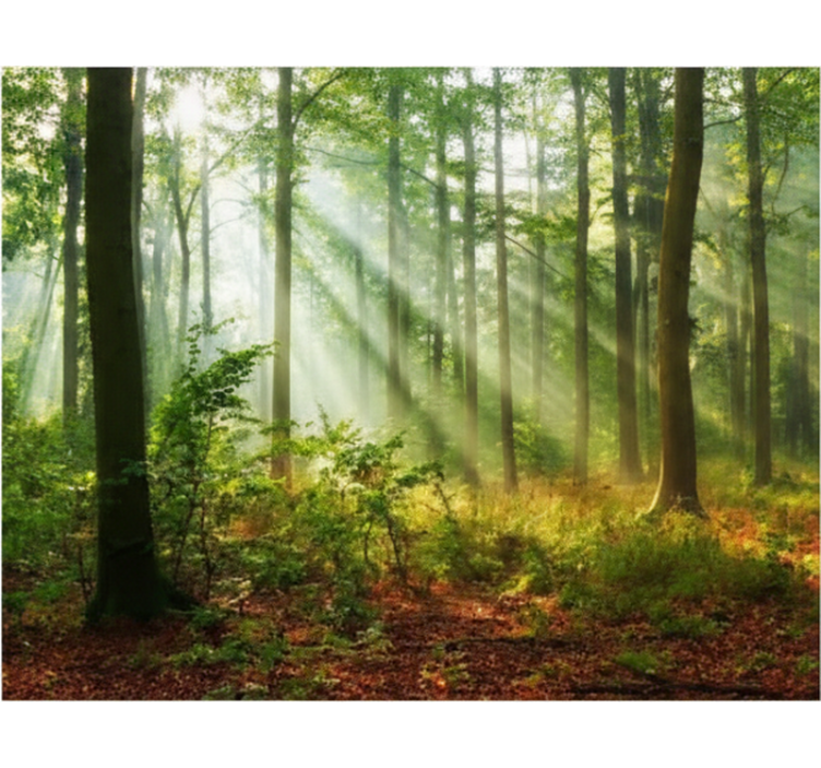 Rollo fenster baum natürliches licht im wald - TenStickers