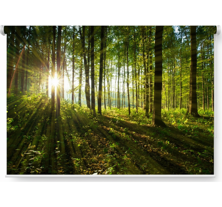 Rollo fenster baum goldene sonnenstrahlen holz - TenStickers