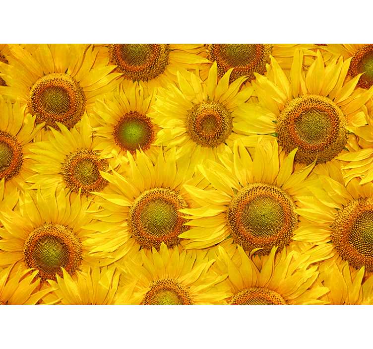 Rollo fenster gelb sonnenblumen - TenStickers