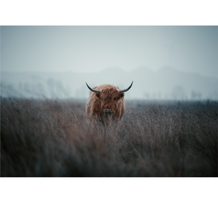 Rollo fenster wohnzimmer highland cow design - TenStickers