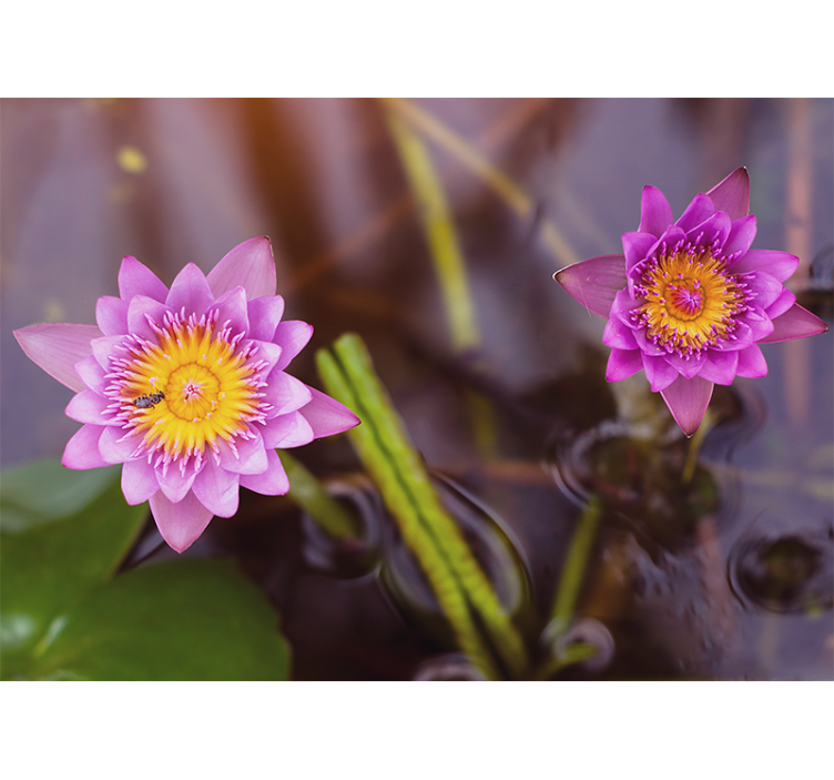 Rollo fenster wohnzimmer pinklila lotus - TenStickers