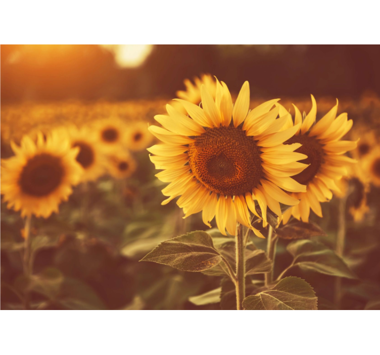 Rollo fenster wohnzimmer romantisches sonnenblumenfeld - TenStickers