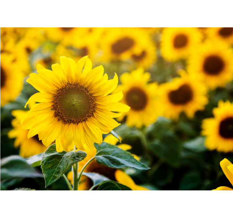 Rollo fenster wohnzimmer sonnenblumenfeld nahaufnahme - TenStickers