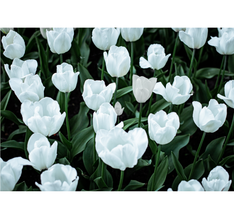 Rollo fenster wohnzimmer weiße tulpen - TenStickers