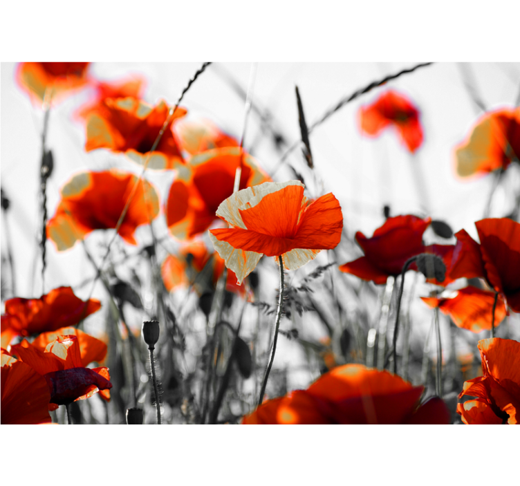 Rollo fenster wohnzimmer mit roten schwarzen mohnblumen - TenStickers