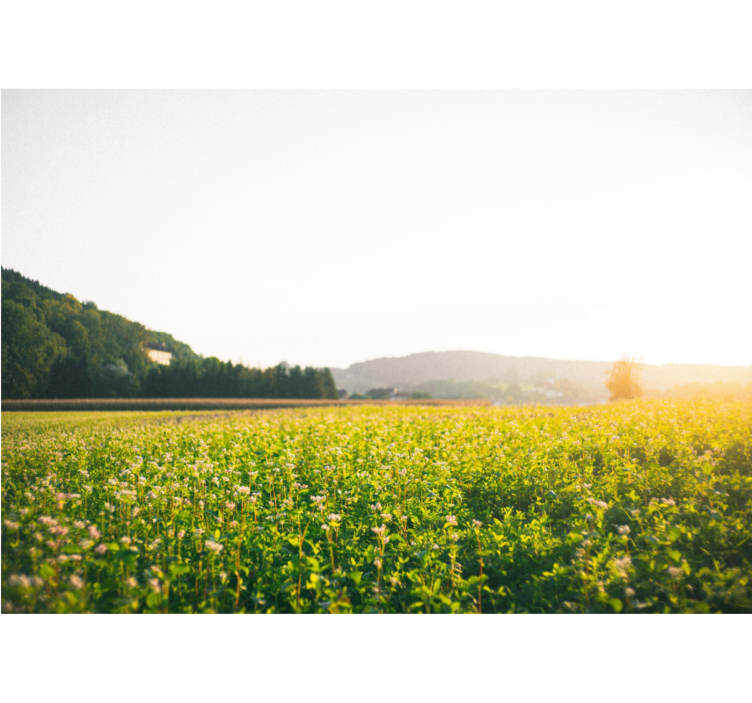 Rollo fenster wohnzimmer sonnige landschaft und blumen - TenStickers