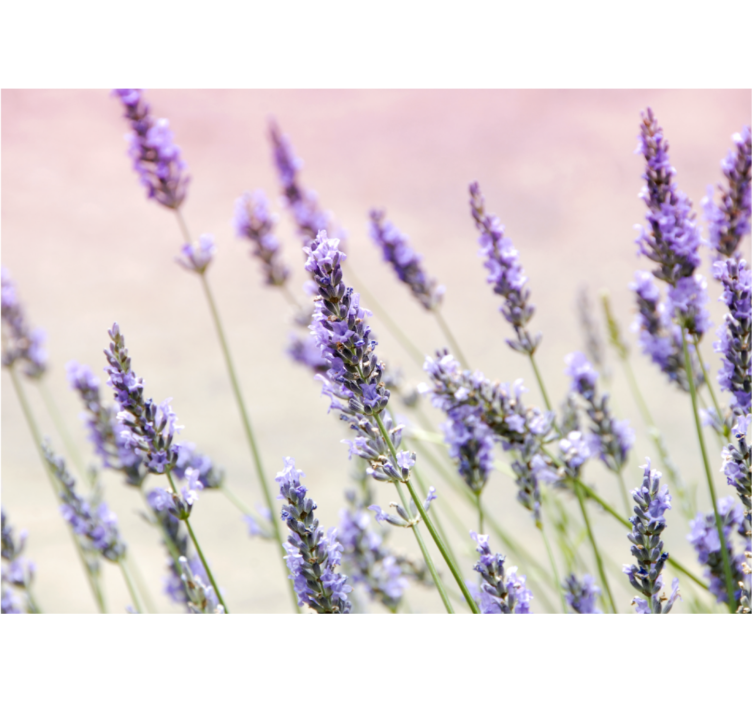 Rollo fenster wohnzimmer mit einem strauß lila blumen - TenStickers