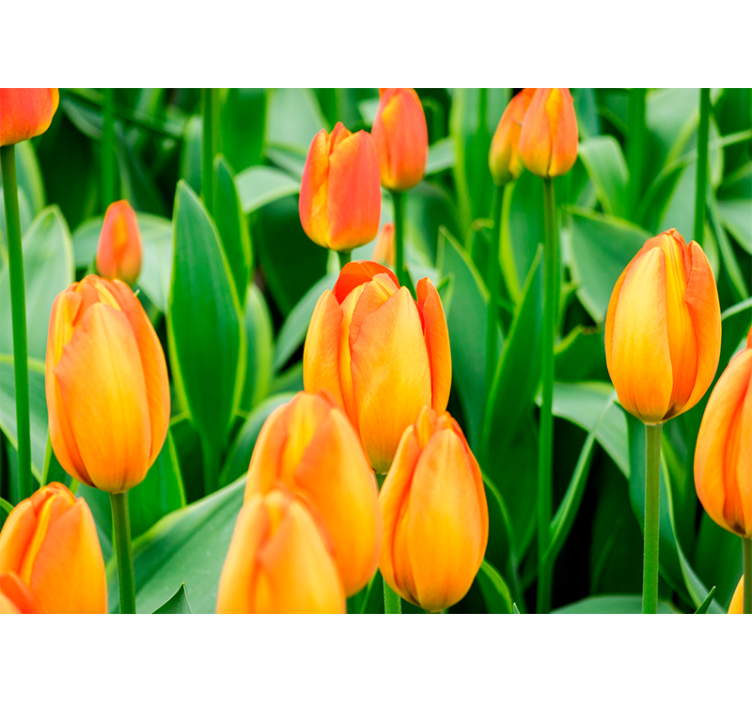 Rollo fenster wohnzimmer mit orangen tulpenblüten - TenStickers