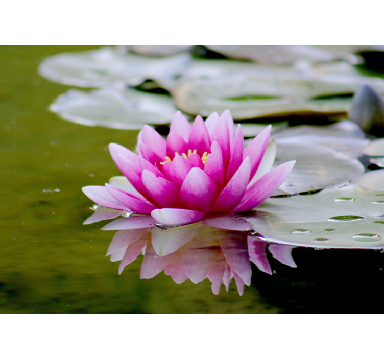 Rollo fenster wohnzimmer pinker zen lotusblüte - TenStickers