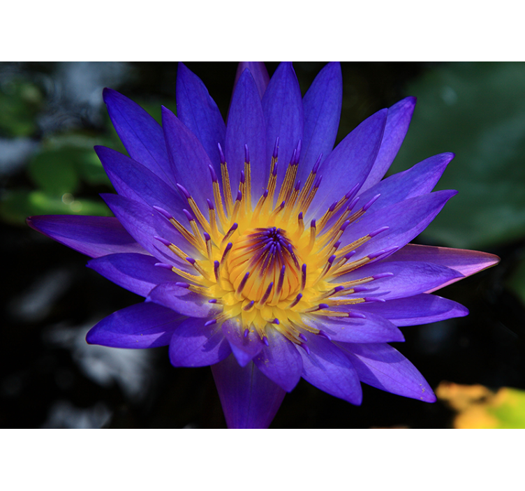 Rollo fenster wohnzimmer lila lotusblume - TenStickers