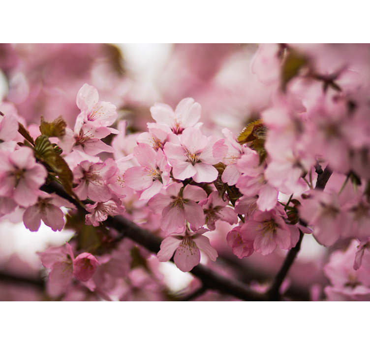 Rollo fenster wohnzimmer kirschblüte rosa - TenStickers