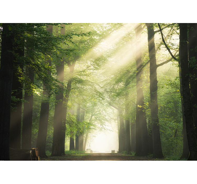Rollo fenster wohnzimmer baum mit sonnenblitz - TenStickers