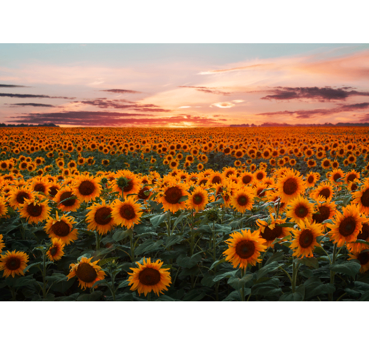 Rollo fenster wohnzimmer sonnenblumen sonnenuntergang - TenStickers