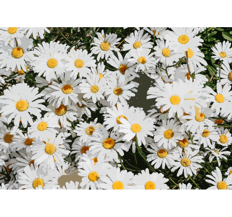 Rollo fenster wohnzimmer gänseblümchen wiese - TenStickers