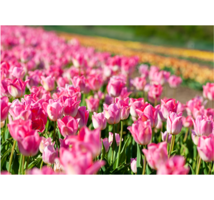 Rollo fenster wohnzimmer tulpenfeld design - TenStickers
