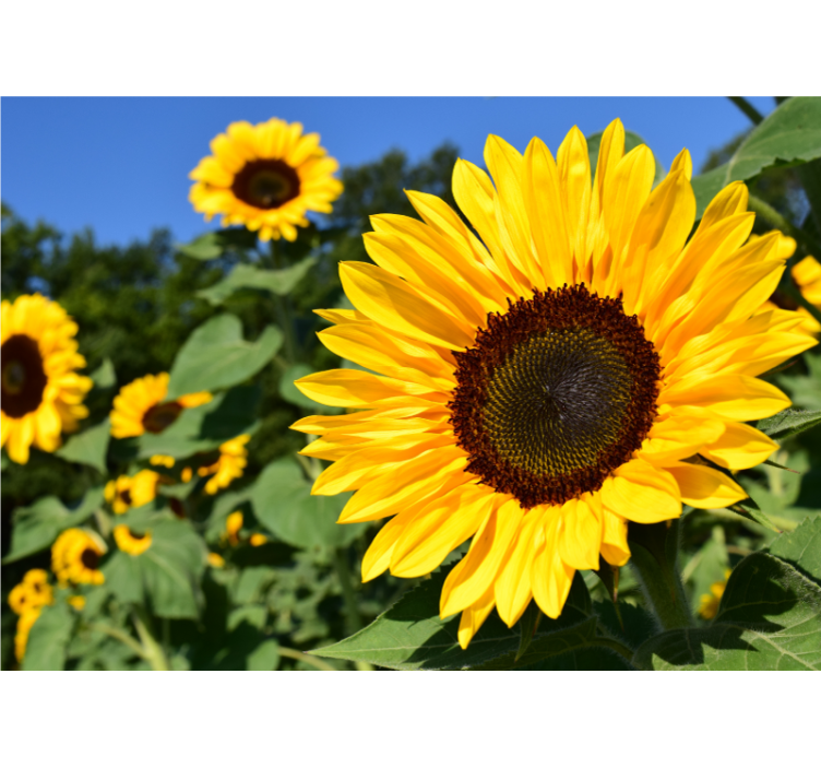 Rollo fenster wohnzimmer sonnenblume nahaufnahme - TenStickers