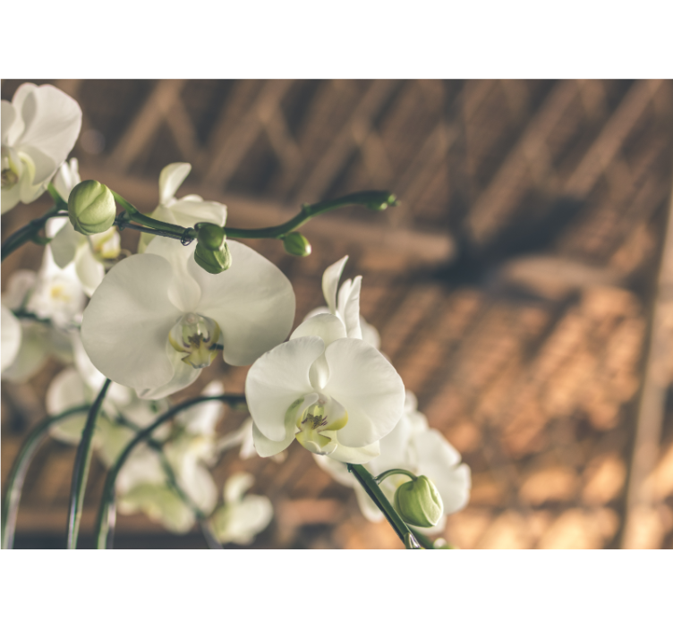 Rollo fenster wohnzimmer in strukturierter weißer orchidee - TenStickers