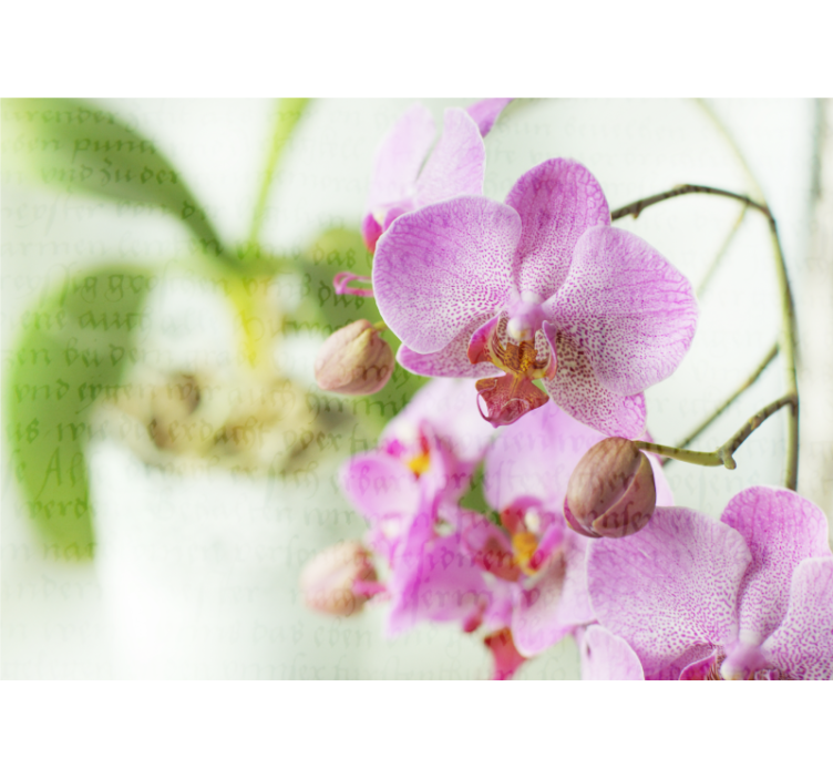 Rollo fenster wohnzimmer orchidee mit text - TenStickers