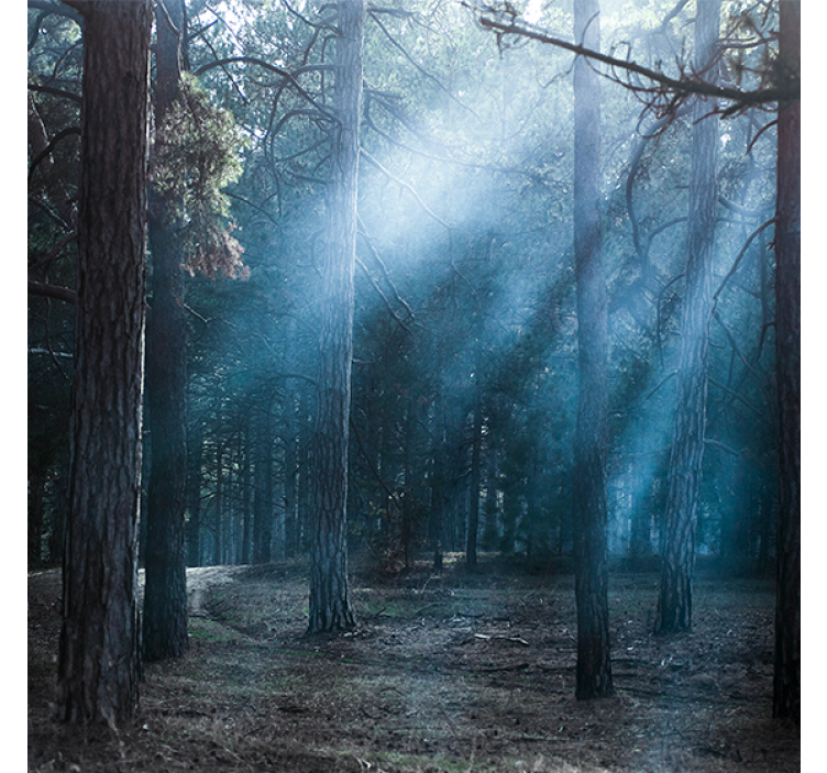 Rollo fenster wohnzimmer natur dämmerung im wald - TenStickers