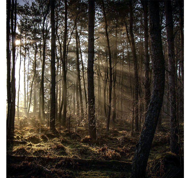 Rollo fenster wohnzimmer natur sonnenaufgang wald - TenStickers