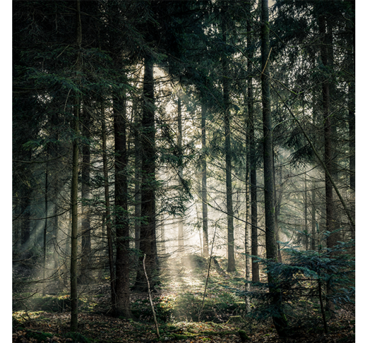 Rollo fenster wohnzimmer naturwald mit dunklen tönen - TenStickers